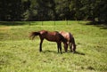 Image of two horses mare and foal playing in the meadow. Chestnut thoroughbred horses Royalty Free Stock Photo