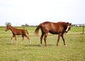 Image of two horses mare and foal playing in the meadow. Chestnut thoroughbred horses