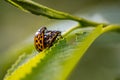Insects mating on a leaf Royalty Free Stock Photo