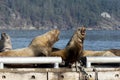 Two Large Sea Lions Fighting on a Warf Royalty Free Stock Photo