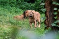 This is an image of two lions on the forests in india. Royalty Free Stock Photo