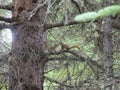 Image of two little squirrels playing on a tree branch Royalty Free Stock Photo
