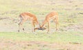 An image of two male Impalas fighting