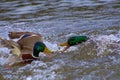 A picture of two mallard ducks fighting. Royalty Free Stock Photo