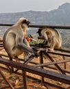 Two monkey`s eating biscuits in nature Royalty Free Stock Photo