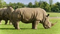 Image of two rhinoceroses eating the grass