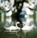 Image of two swans on the water close-up Royalty Free Stock Photo