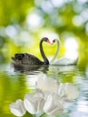 Image of two swans on the water close-up Royalty Free Stock Photo