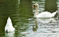 Image of two swans on the water close-up Royalty Free Stock Photo