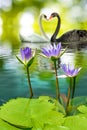 Image of two swans on the water in park closeup Royalty Free Stock Photo