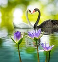 Image of two swans on the water in park closeup Royalty Free Stock Photo