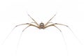 Image of two tailed SpiderHersilia sp. isolated on white background. Animal. Insect Royalty Free Stock Photo