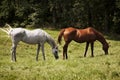 Image of two thoroughbred horses eating on a green meadow. Grey and chestnut thoroughbred horses Royalty Free Stock Photo