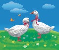 Image of two white geese in a meadow