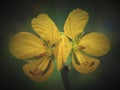 Senna obtusifolia