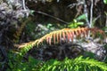 Typical fern leaf in New Zealand