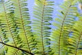 Typical fern leaf in New Zealand