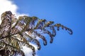 Typical fern leaf in New Zealand