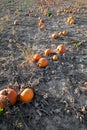 typical field of pumpkin