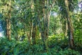 A typical lowland tropical rainforest. Royalty Free Stock Photo