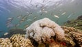 Image of under the sea with Coral bleaching phenomenon on small fish and sunlight background Royalty Free Stock Photo