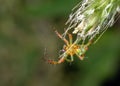 Cucumber Spider -  Araneidae weaving its web. Royalty Free Stock Photo