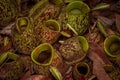 Image of a unique semi-detritivorous pitcher plant commonly known as Narrow-lid Pitcher Plant or Tropical Pitcher Plant Royalty Free Stock Photo