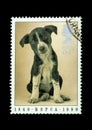 Wonderful Animal postage stamps