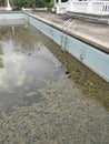 unmaintained outdoor swimming pool with algae floating on the water surface. Royalty Free Stock Photo