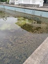 unmaintained outdoor swimming pool with algae floating on the water surface. Royalty Free Stock Photo