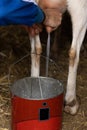 Image of an unrecognizable farmer`s hands milking a goat and collecting the milk in a cauldron inside a farm barn Royalty Free Stock Photo