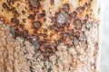 Image of unused rusty metal water pipes Royalty Free Stock Photo