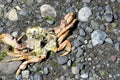 Dead Crab Shell Remains Royalty Free Stock Photo