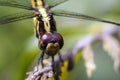 Image of Urothemis Signata dragonfliesfemale on the branches. Royalty Free Stock Photo