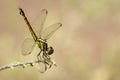 Image of Urothemis Signata dragonfliesfemale on the branches. Royalty Free Stock Photo