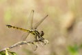 Image of Urothemis Signata dragonfliesfemale. Royalty Free Stock Photo