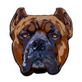 Cane Corso dog head Royalty Free Stock Photo