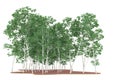Forest isolated on background. 3d rendering - illustration Royalty Free Stock Photo