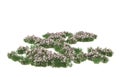 Realistic grass with flowers isolated on background. 3d rendering - illustration Royalty Free Stock Photo