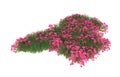 Realistic grass with flowers isolated on background. 3d rendering - illustration Royalty Free Stock Photo