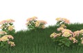 Realistic grass with flowers isolated on background. 3d rendering - illustration