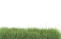 Realistic grass isolated on background. 3d rendering - illustration Royalty Free Stock Photo