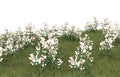 Grass with flowers isolated on background. 3d rendering - illustration Royalty Free Stock Photo
