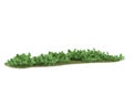 Realistic grass with isolated on background. 3d rendering - illustration Royalty Free Stock Photo