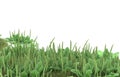 Realistic grass with isolated on background. 3d rendering - illustration Royalty Free Stock Photo