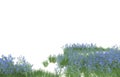 Realistic grass with flowers isolated on background. 3d rendering - illustration