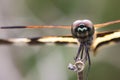 Image of Variegated Flutterer Dragonfly Rhyothemis variegata