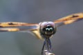 Image of Variegated Flutterer Dragonfly.