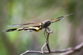 Image of Variegated Flutterer Dragonfly.