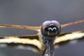 Image of Variegated Flutterer Dragonfly.